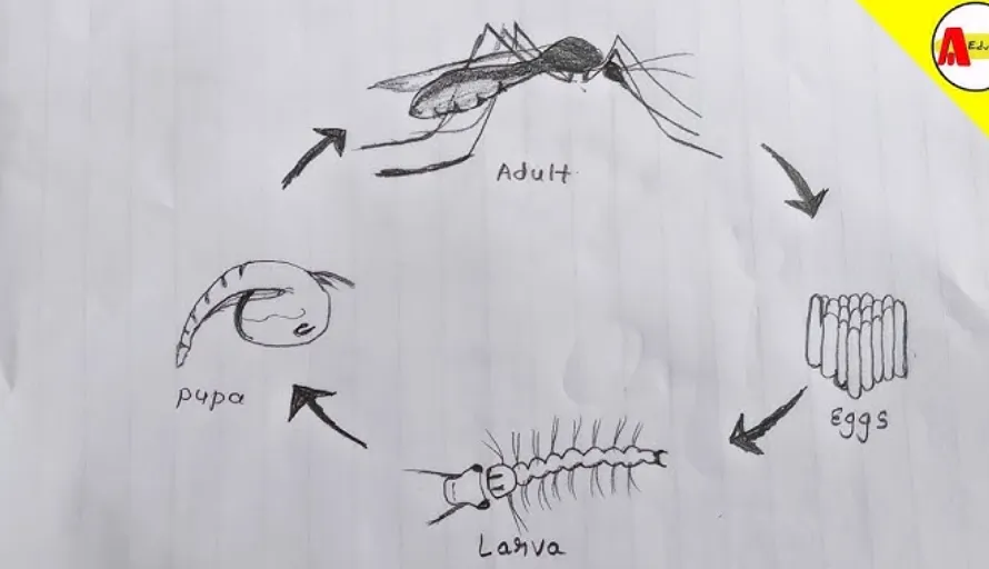 Life Cycle of a Mosquito