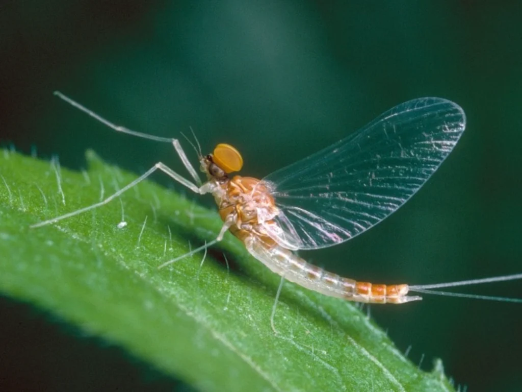 Mayfly Life Cycle