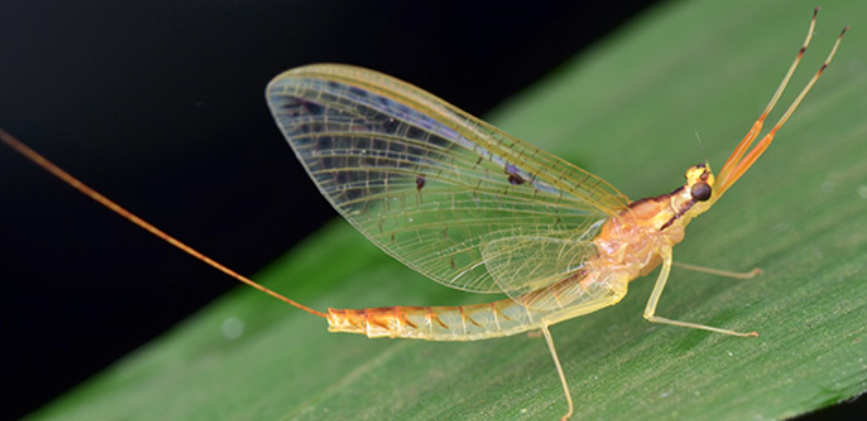 Mayfly Life Cycle