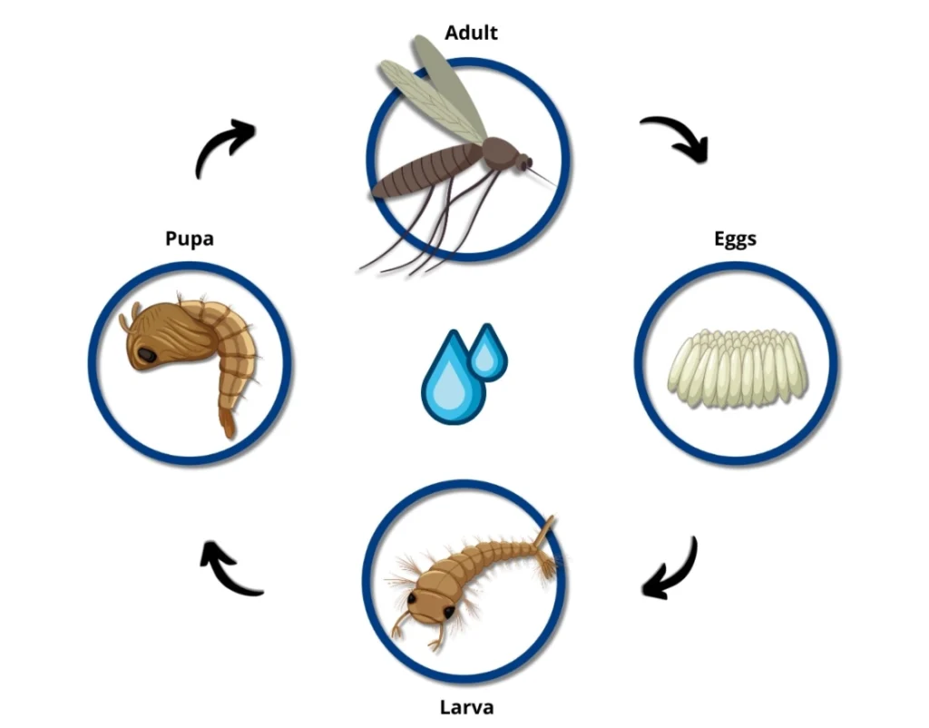 Mosquito Life Cycle