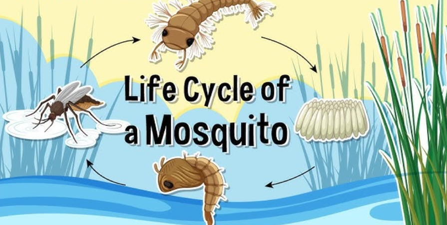Mosquito Life Cycle