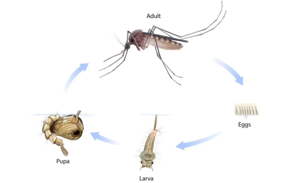 Mosquito Life Cycle