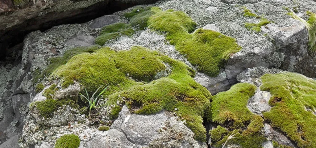 Moss Life Cycle