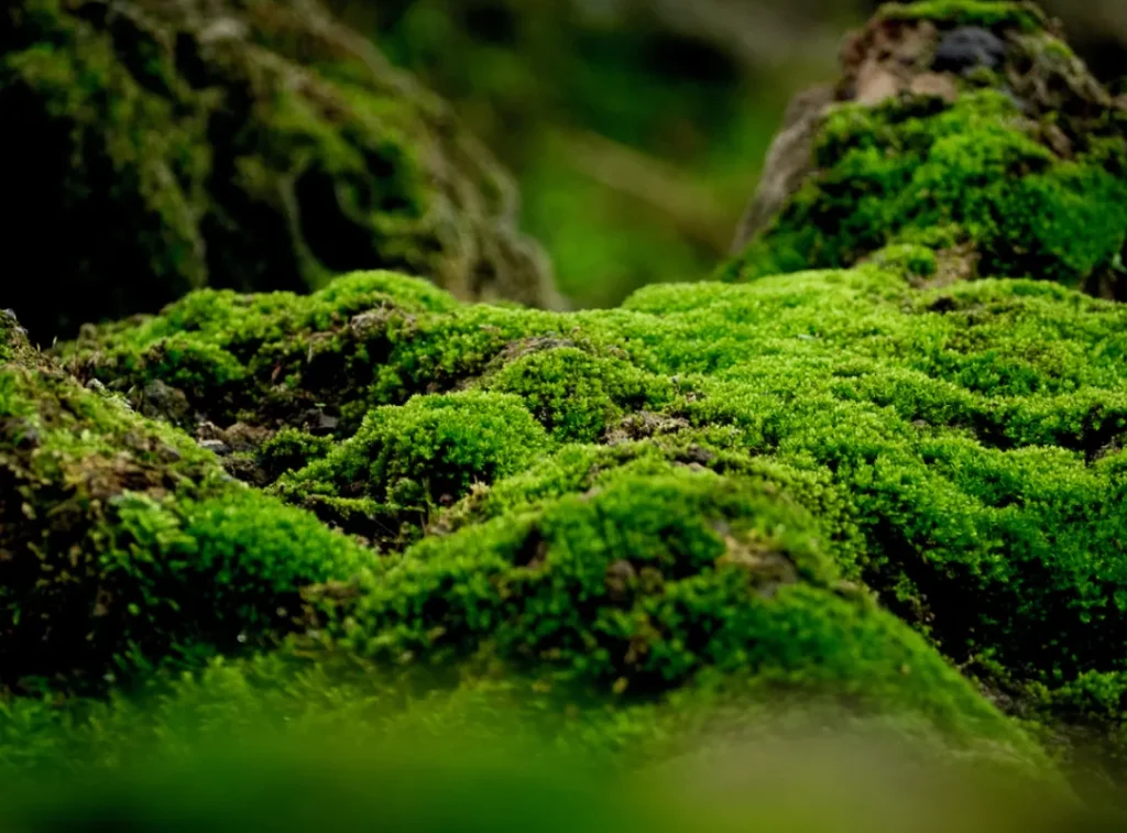 Moss Life Cycle