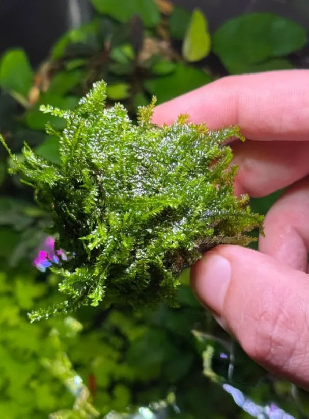 Moss Life Cycle