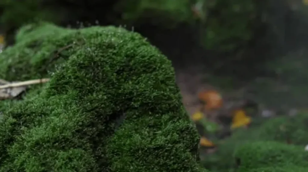 Moss Life Cycle