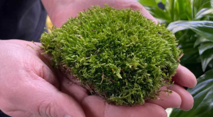 Moss Life Cycle