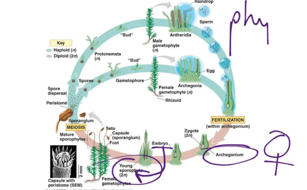 Moss Life Cycle