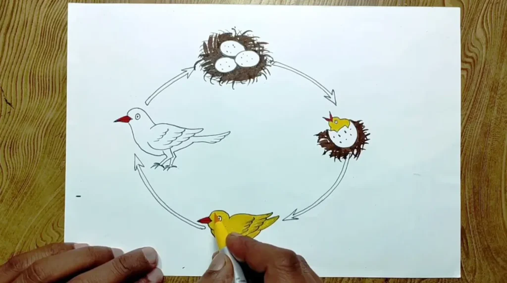 Life Cycle of a Bird