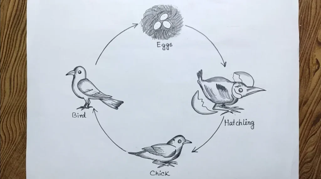 Life Cycle of a Bird