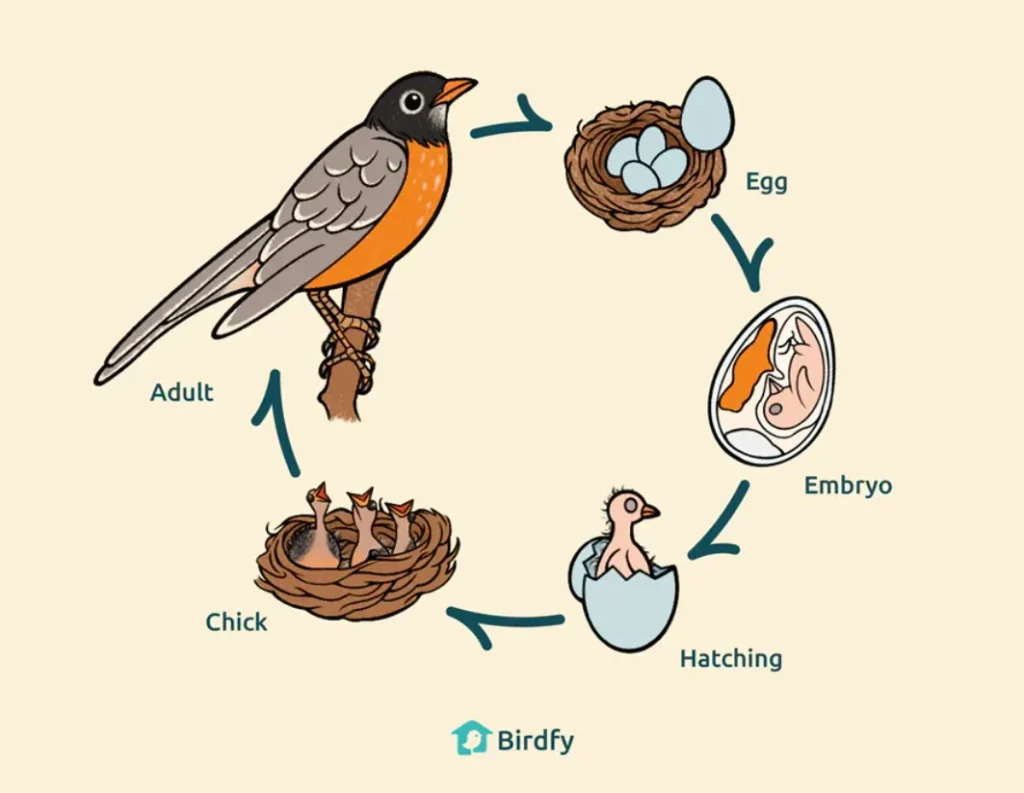 Life Cycle of a Bird