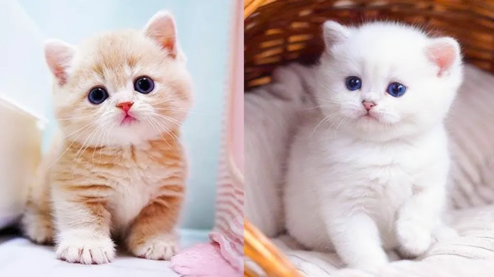 Life Cycle of a Cat