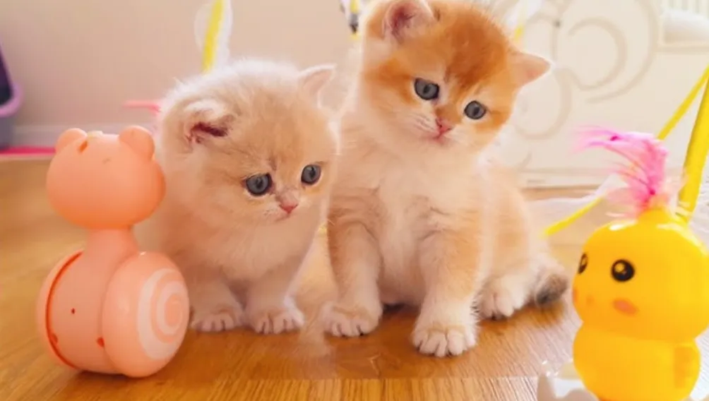Life Cycle of a Cat