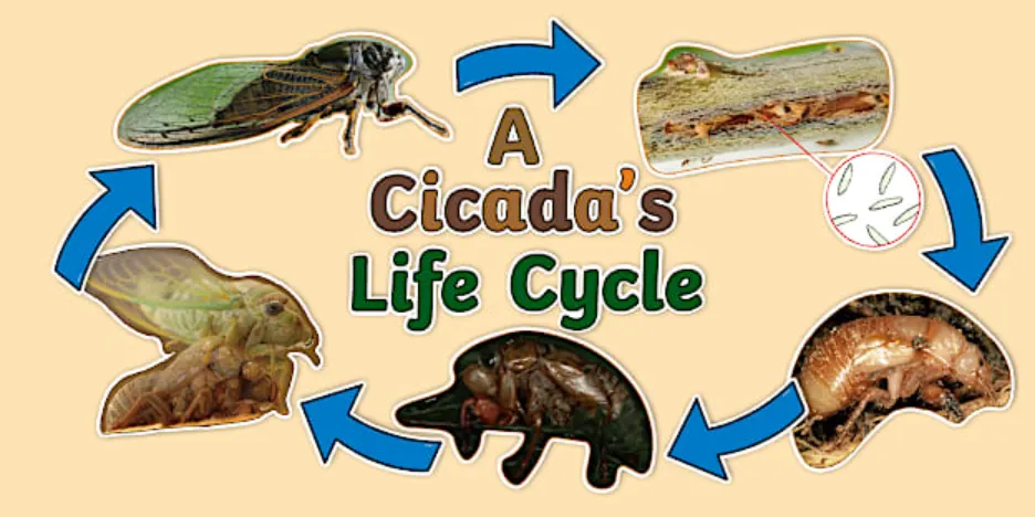 Life Cycle of a Cicada