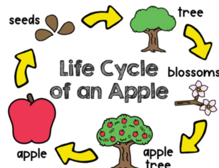 Apple Tree Life Cycle: From Seed to Fruitful Harvest (Complete 2026 Guide)