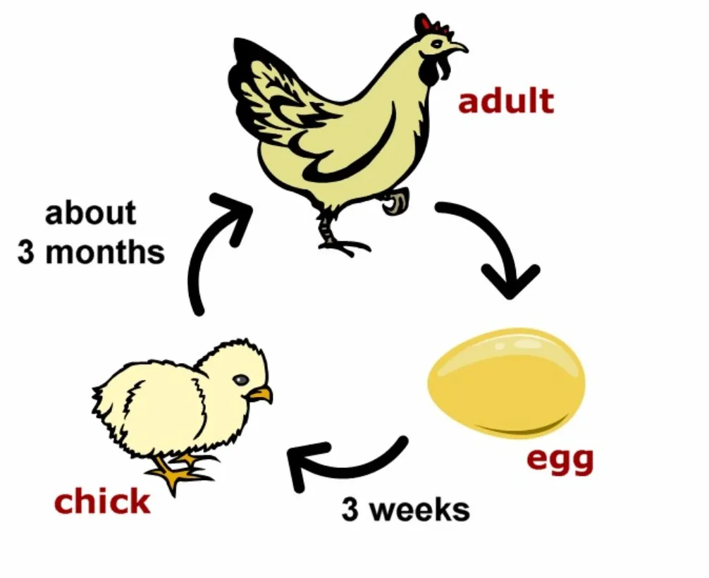 Chicken Life Cycle: Complete Guide to Growth, Evolution, and Survival in Nature (2026)