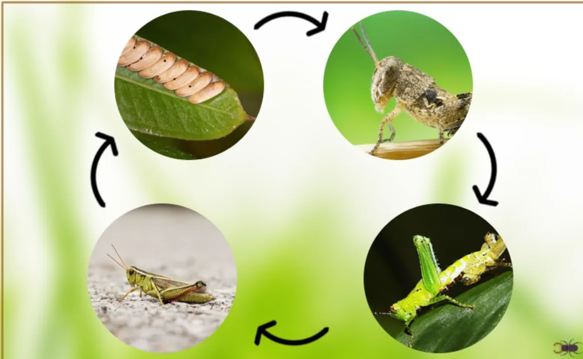 Grasshopper Insect Life Cycle: Complete Guide to Growth, Survival, and Ecological Importance (2026 Update)