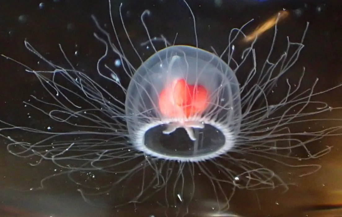 Immortal Jellyfish Life Cycle: The Science Behind Nature’s “Eternal” Creature
