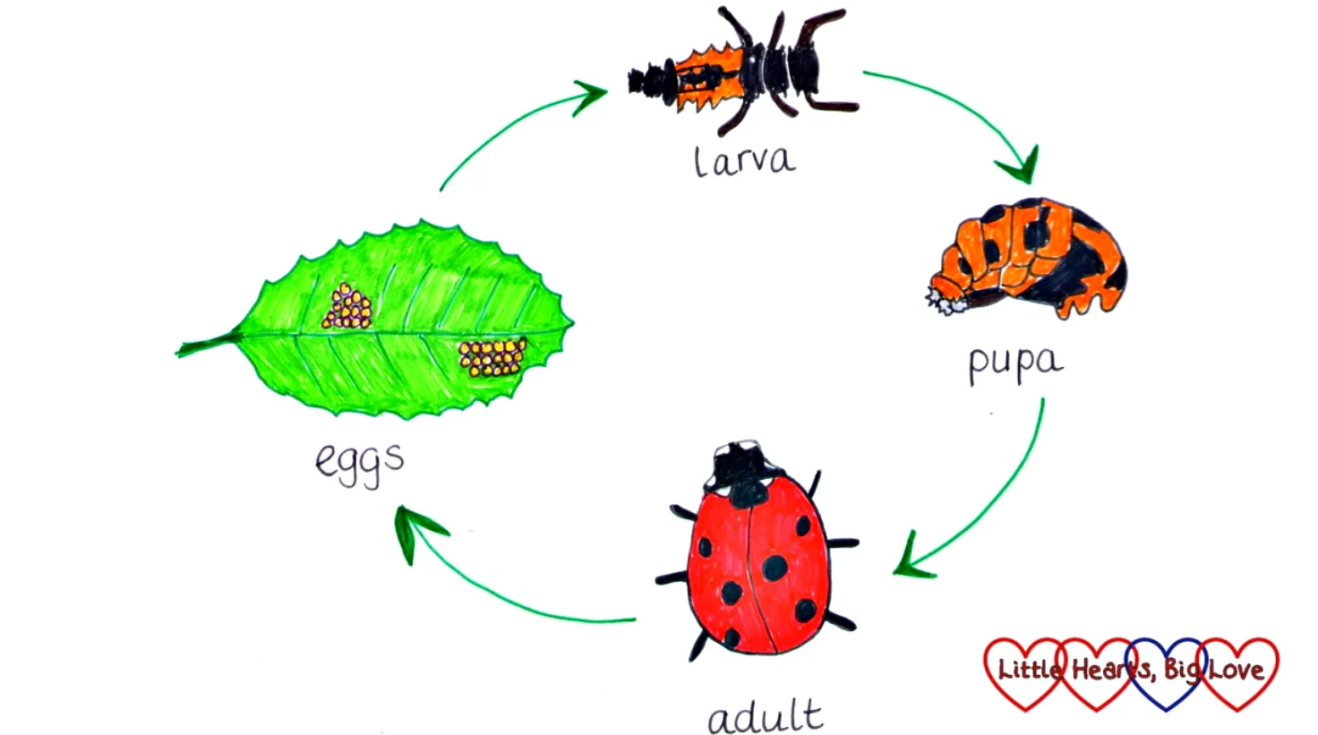 Lady Beetle Life Cycle: Complete Guide to Growth, Survival, and Ecological Importance