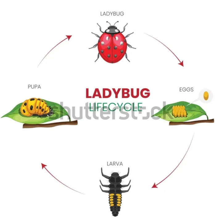 Lady Bug Cycle of Life: Complete Guide to Growth, Survival, and Ecological Importance