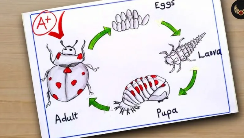 Life Cycle of a Lady Bird: Stages, Survival, and Ecological Importance Explained