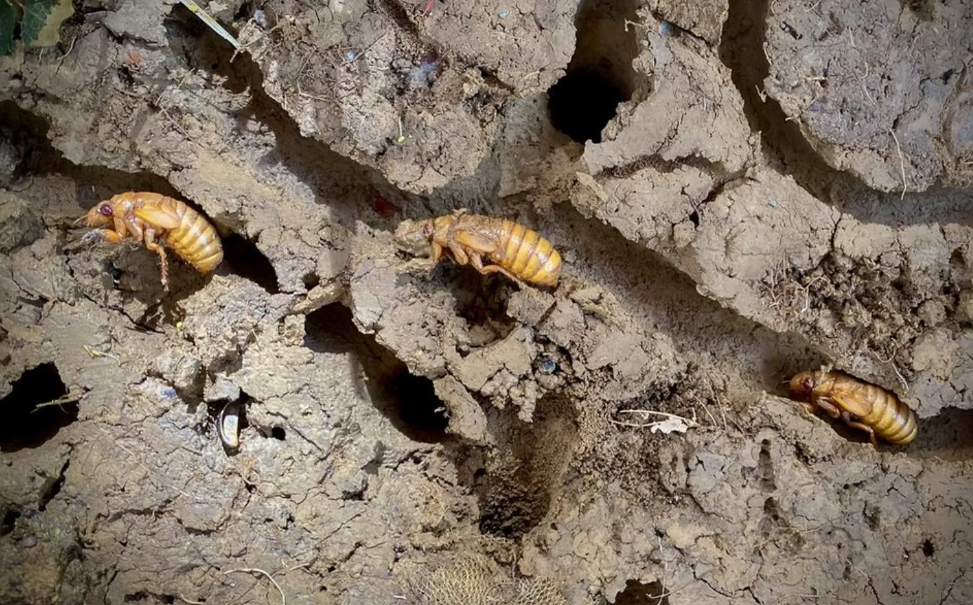 Cicada Bug Life Cycle: Complete Guide to Eggs, Nymphs, Sound, Reproduction, and Their Role in Nature
