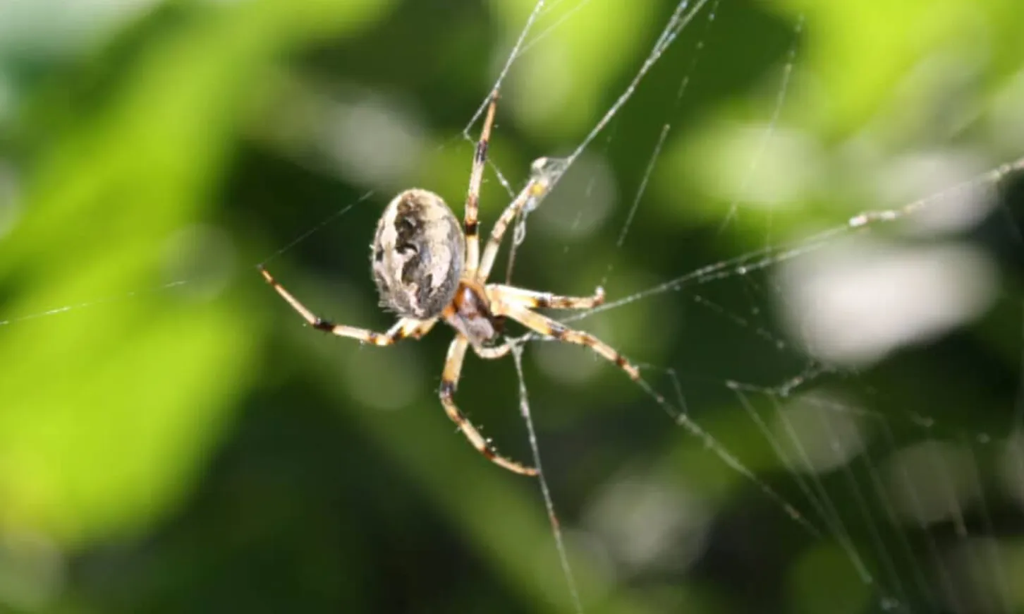 The Fascinating Life Cycle of Spiders: An In-depth Look at Their Evolution and Survival