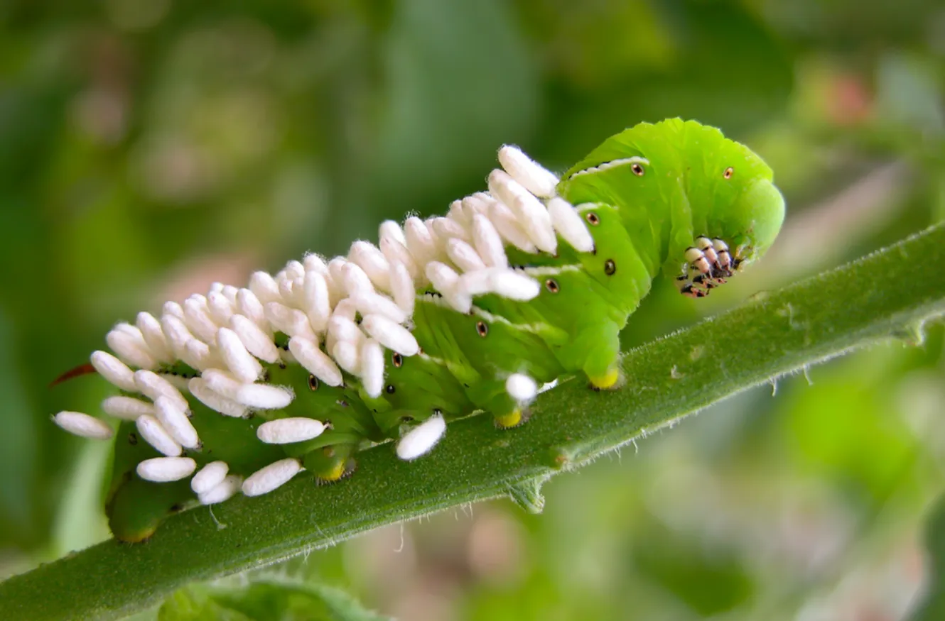 Exploring the Life Cycle of the Tomato Worm: From Egg to Moth and Beyond