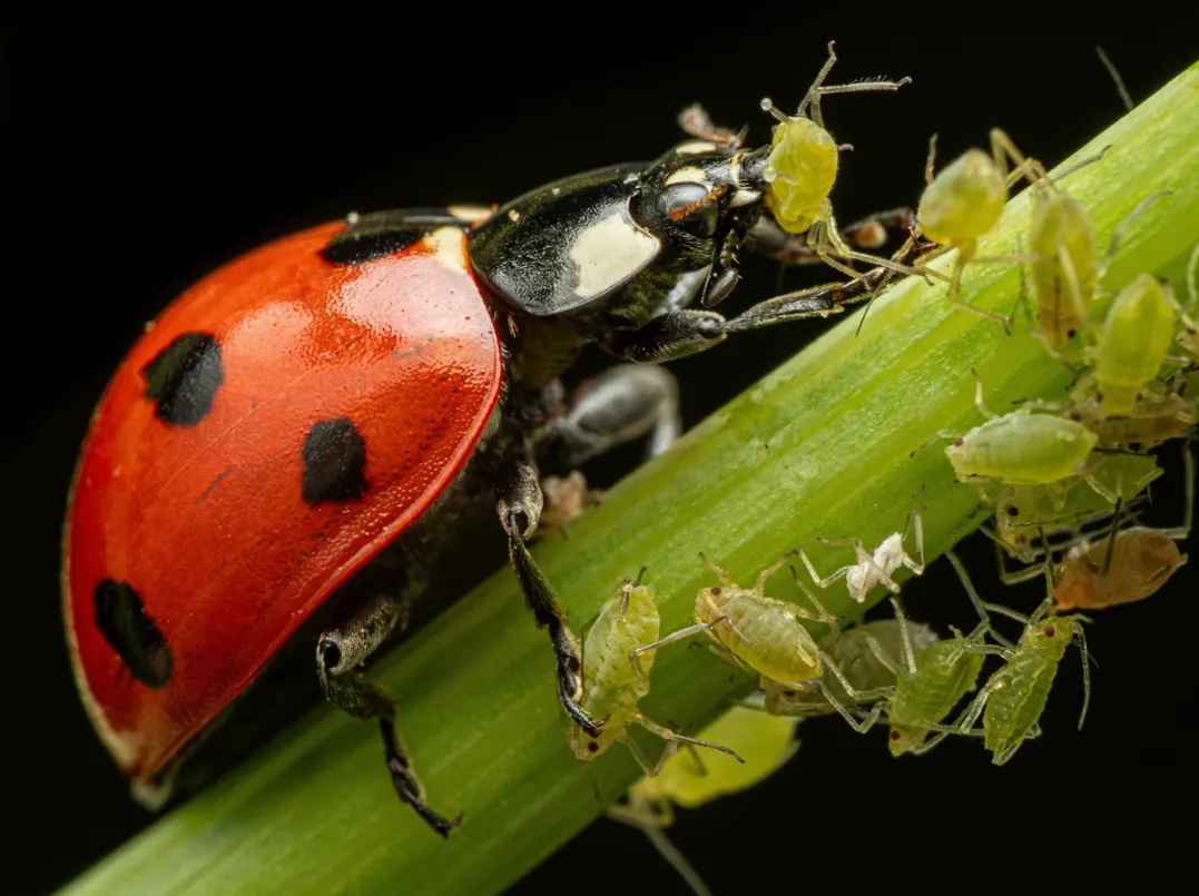 Aphids Life Cycle