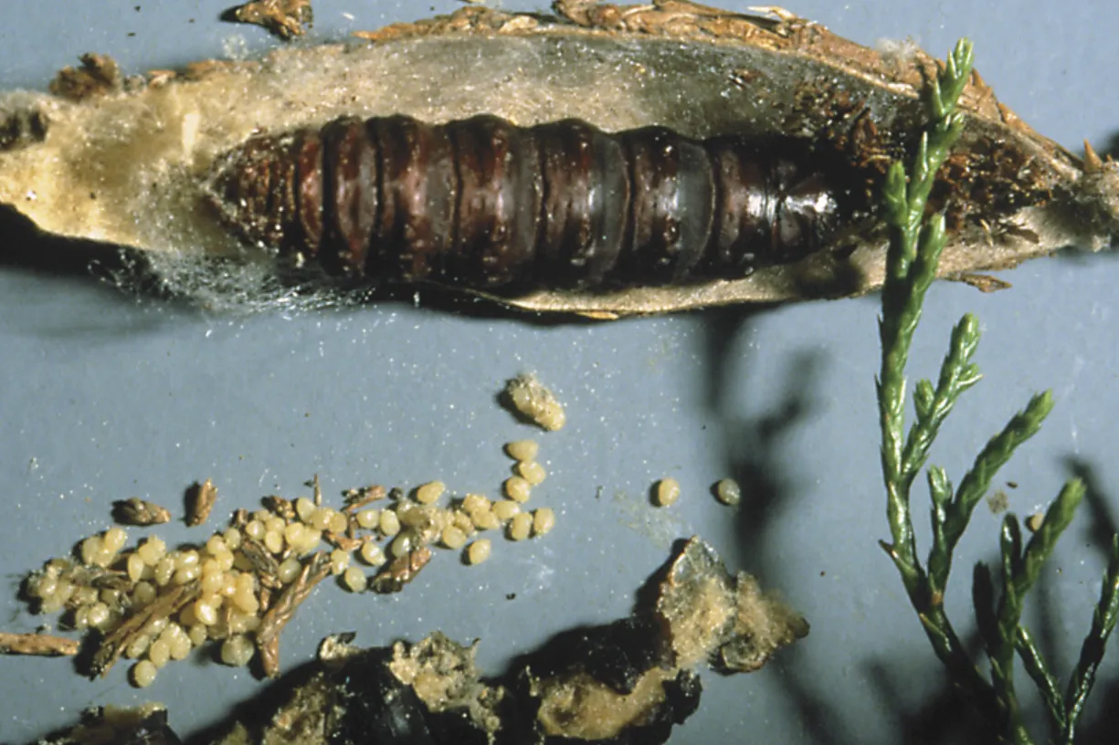 Bagworm Life Cycle: Complete Guide to Eggs, Larvae, Moths, Control, and Ecosystem Role