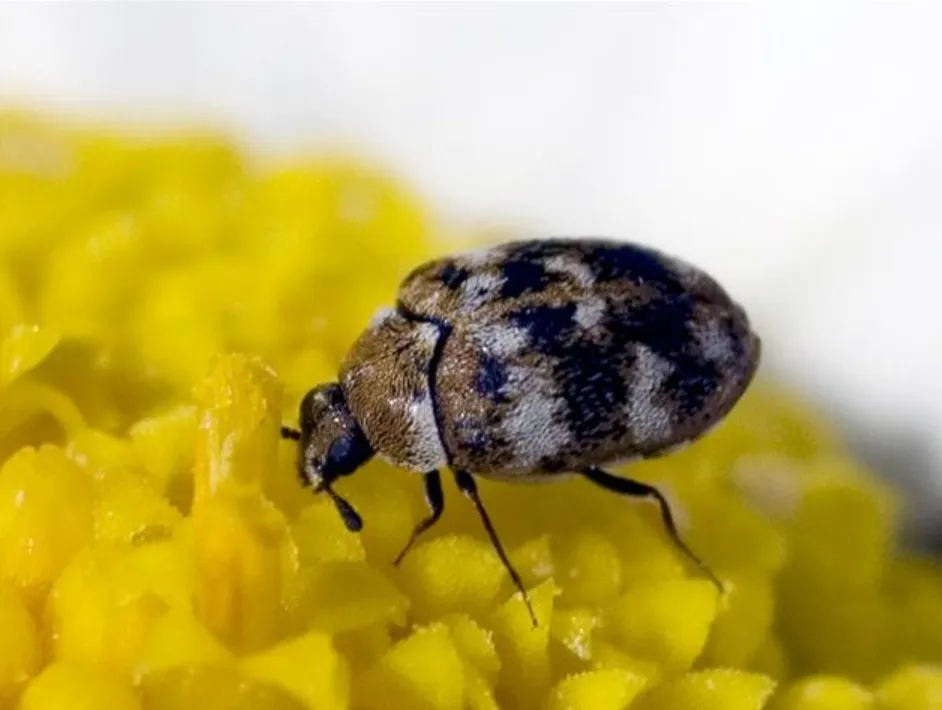 Carpet Beetles Life Cycle