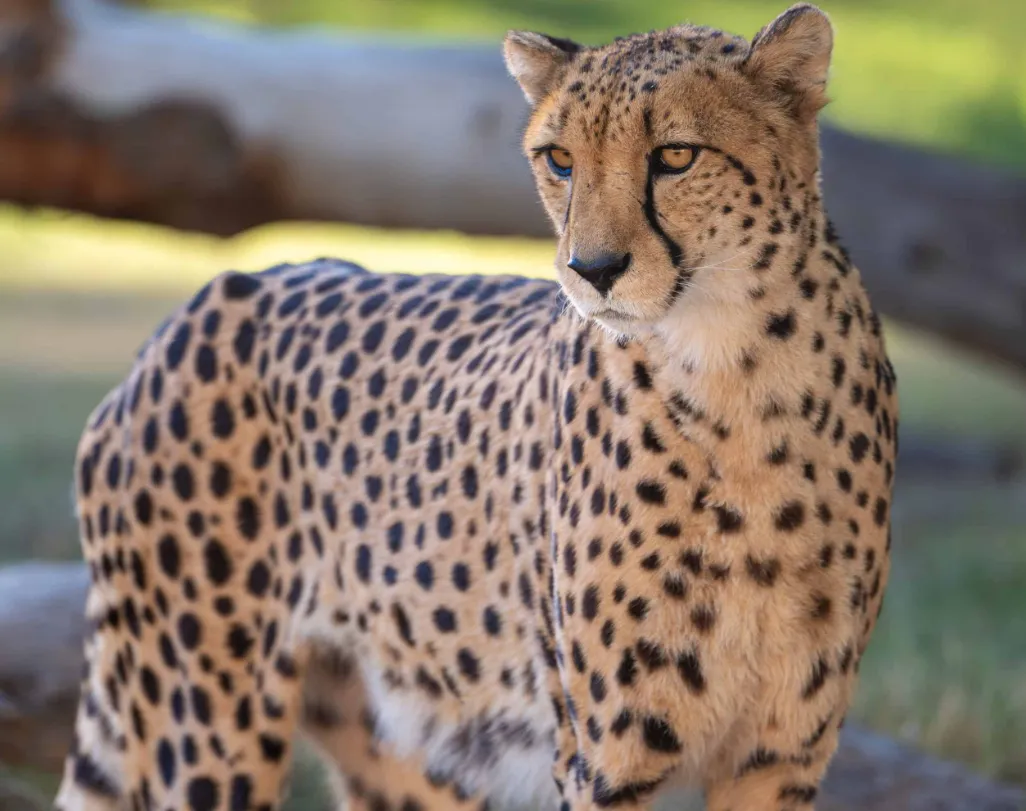 Cheetah Life Cycle
