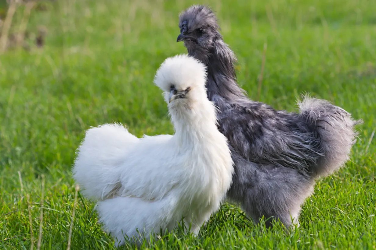 Chickens' Life Cycle