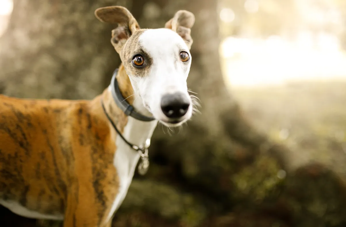 Dogs’ Life Cycle: Complete Guide From Puppy to Senior Dog