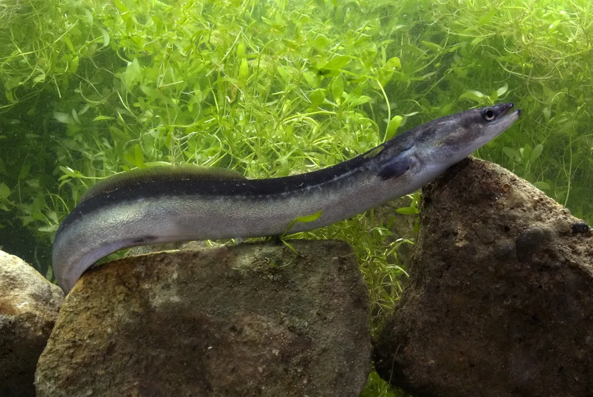 Eel Life Cycle: Complete Guide From Ocean Larva to Silver Eel Migration