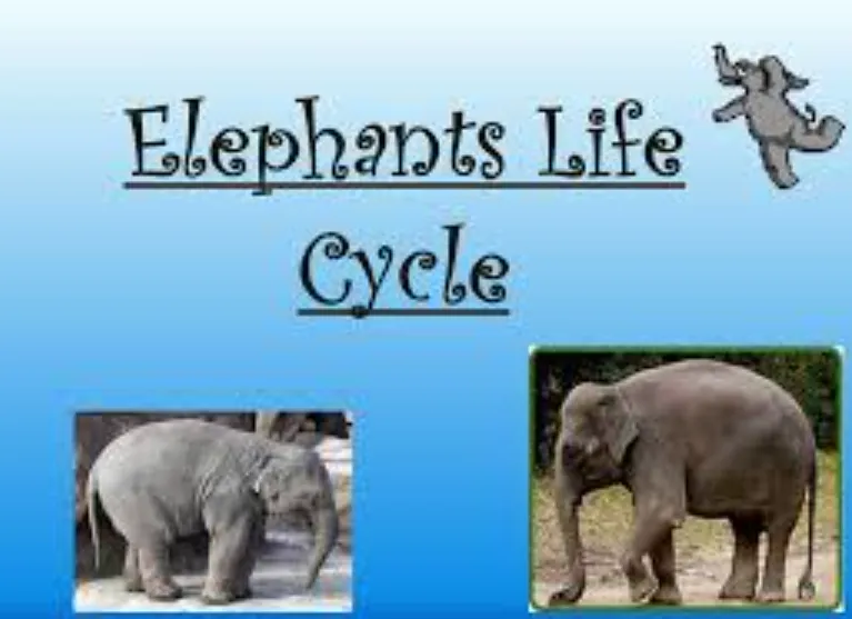 Elephant Life Cycle: Complete Guide to Their Birth, Growth, Lifespan, Diet, and Role in Nature