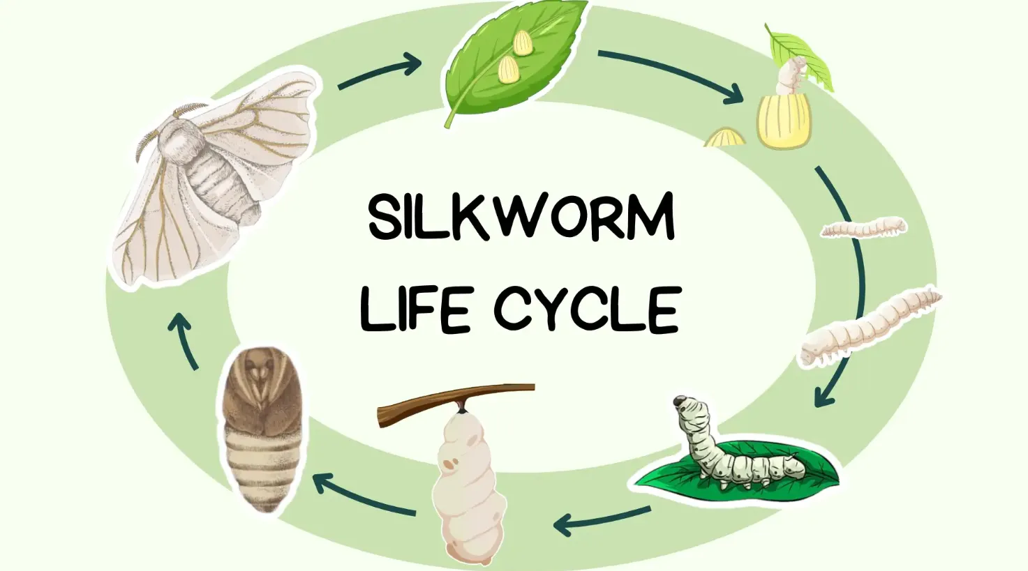 Food Moths Life Cycle: Complete Pantry Moth Stages, Lifespan, Diet, and Control Guide