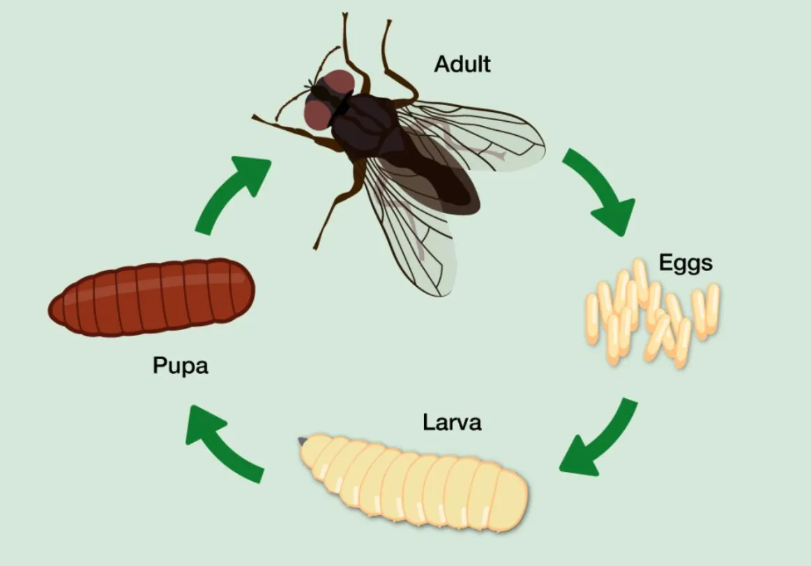 House Fly Life Cycle