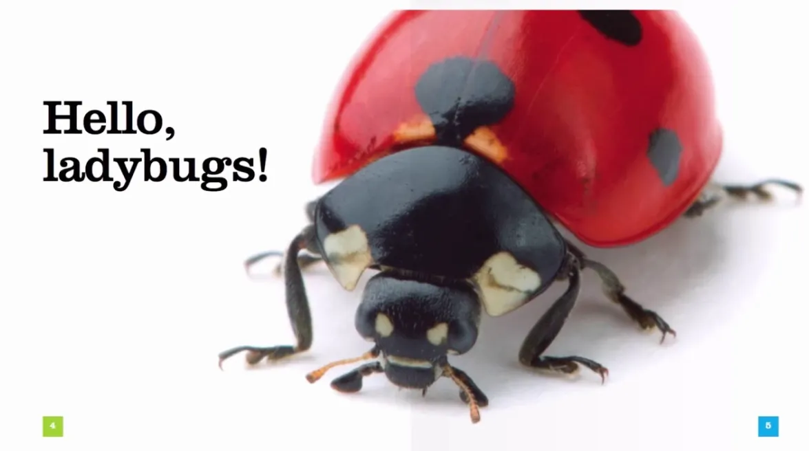 Ladybeetle Life Cycle: Complete Guide to Eggs, Larvae, Pupae, Adults, Diet, Lifespan, and Ecosystem Benefits