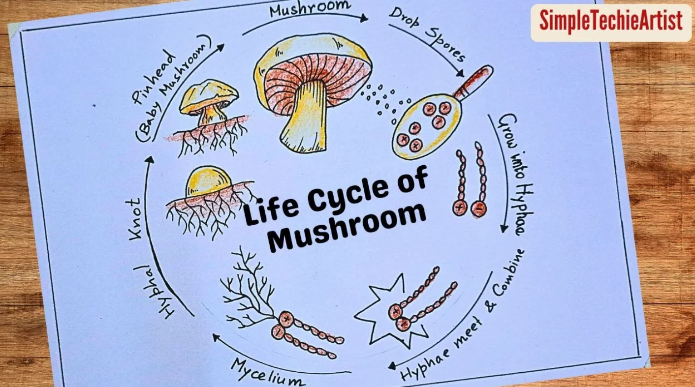Life Cycle of Fungi