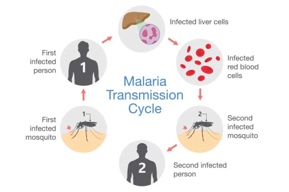 Life Cycle of Malarial Parasite Plasmodium: Complete Human–Mosquito Stage Guide