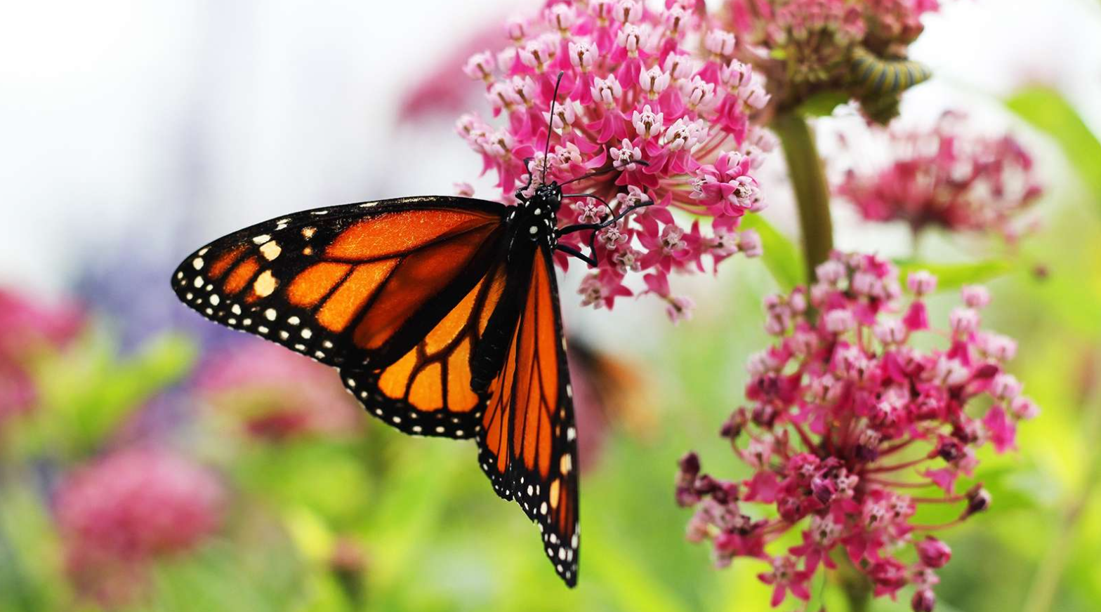 Life Cycle of Monarch Butterfly