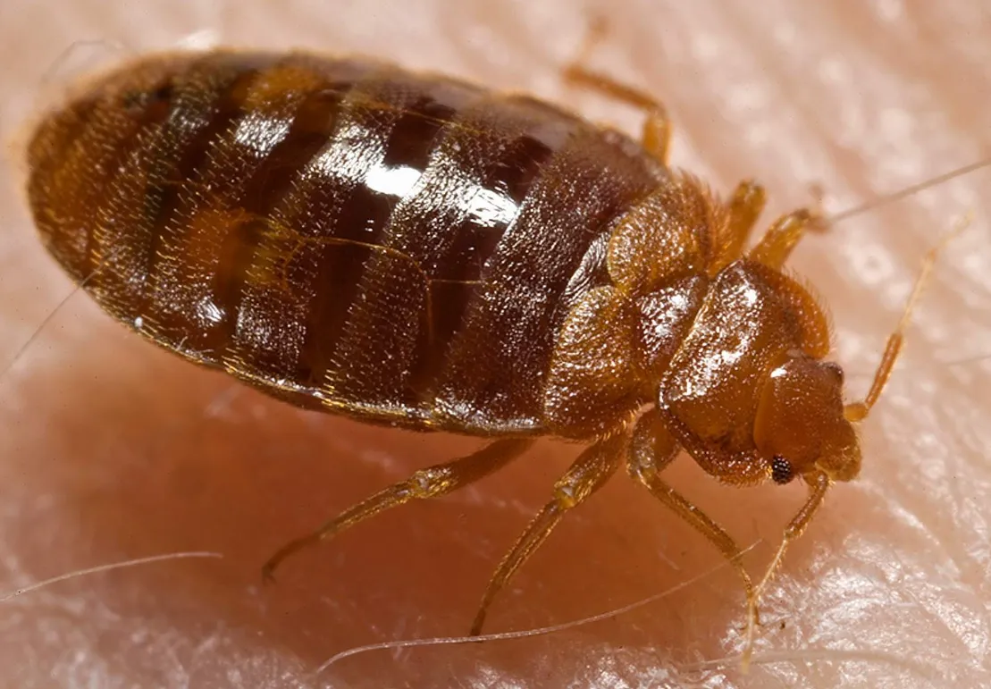 Life Cycle of a Bed Bug