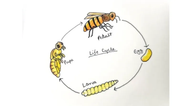 Life Cycle of a Beehive: From Egg to Thriving Honey Bee Colony