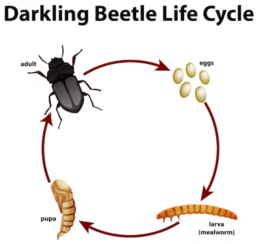 Life Cycle of a Beetle: Complete Guide to Beetle Eggs, Larvae, Pupae, Adults, Lifespan, Diet, And Ecological Importance