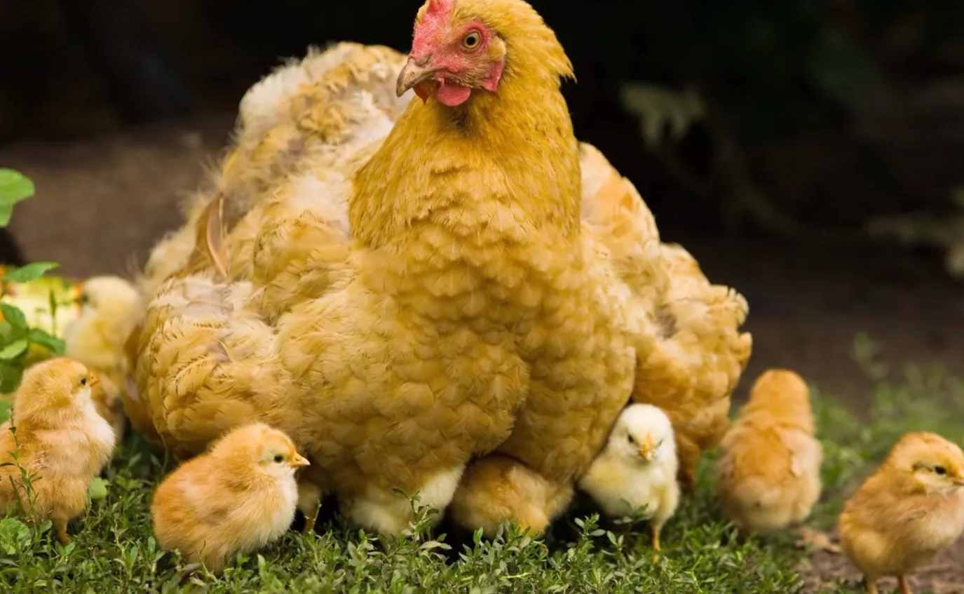Life Cycle of a Chick