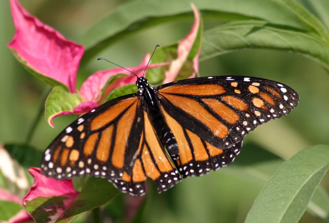 Life Cycle of a Monarch: Egg to Adult Butterfly Guide