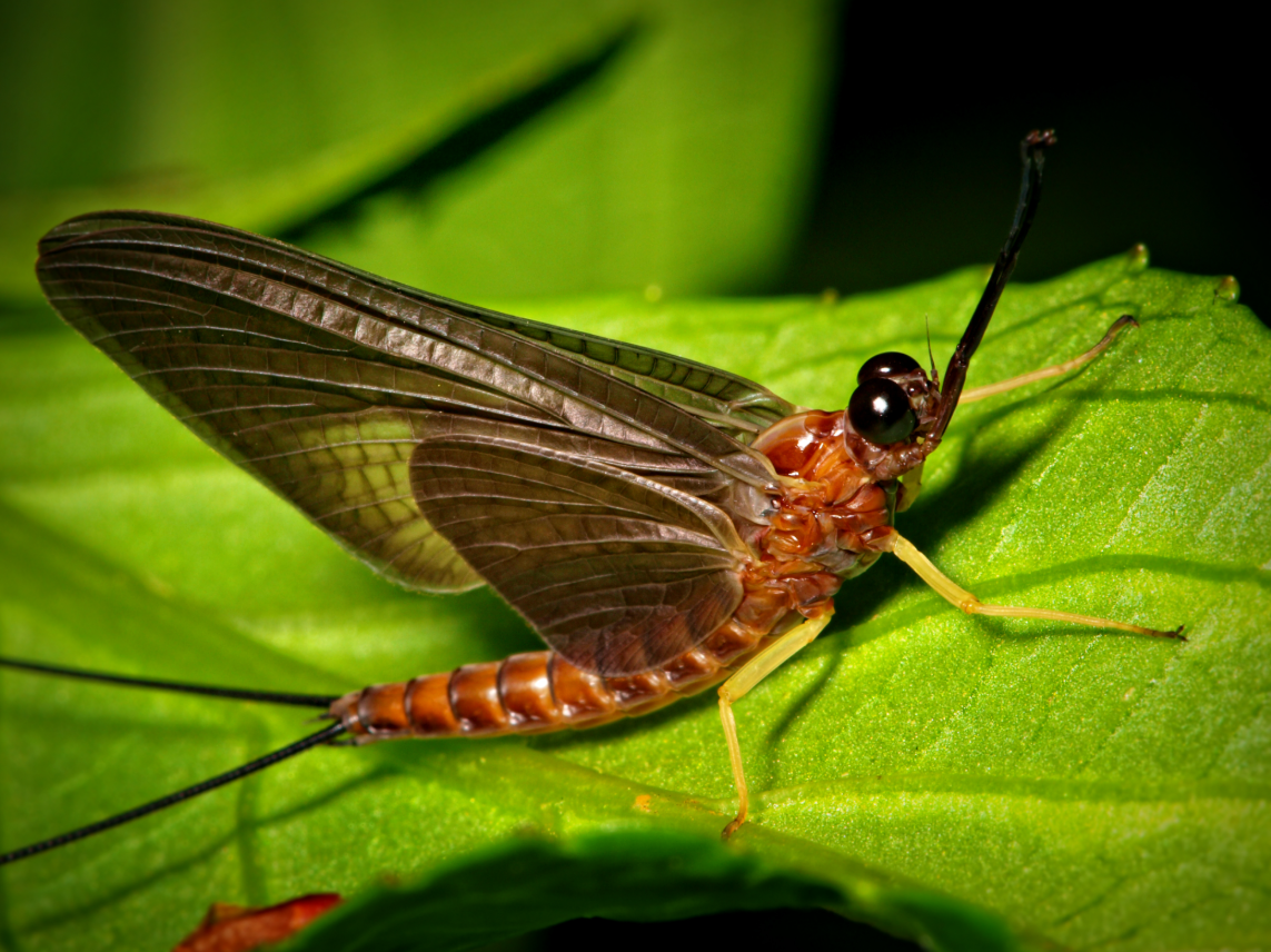 Mayfly Life Cycle