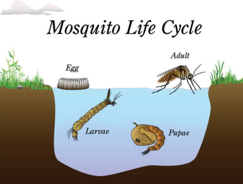 Mosquito Life Cycle