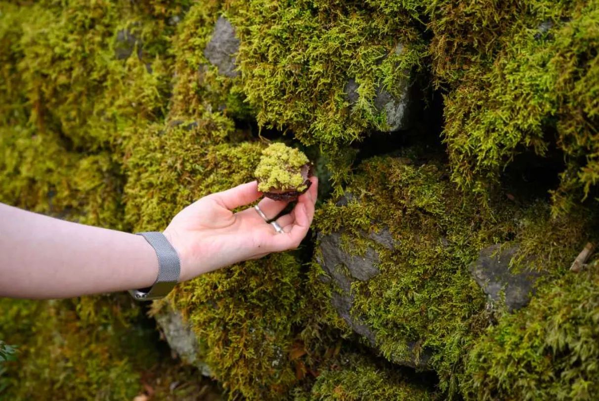 Moss Life Cycle Explained: Stages, Reproduction, Lifespan, Diet, and Ecosystem Importance